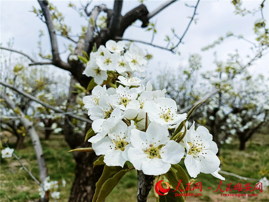 枳滨ʢPz