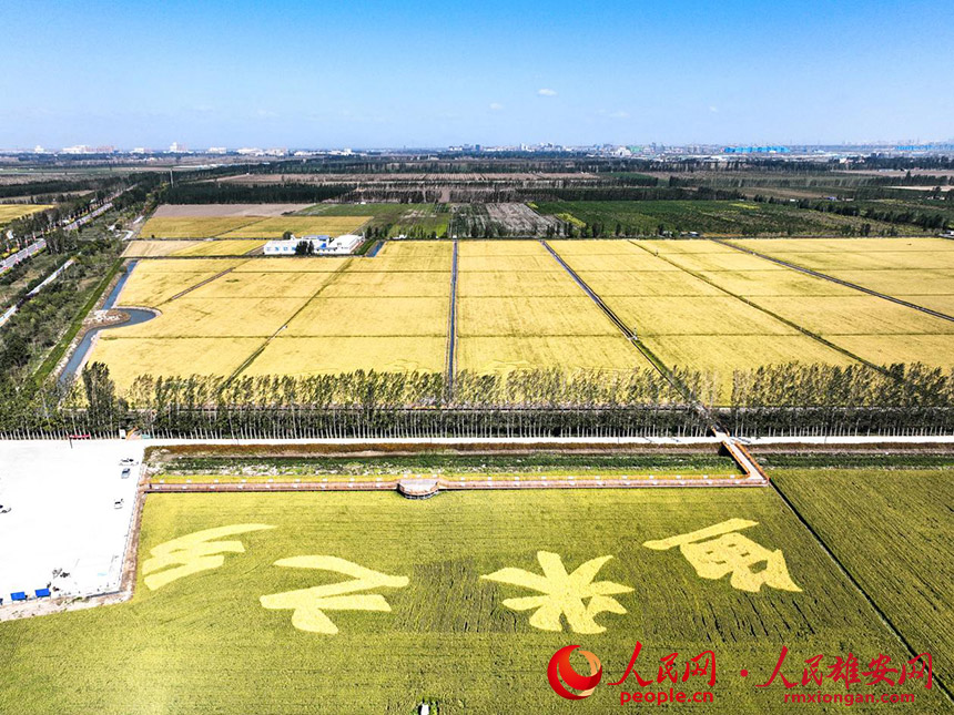 秋天的稻田。胡忠攝