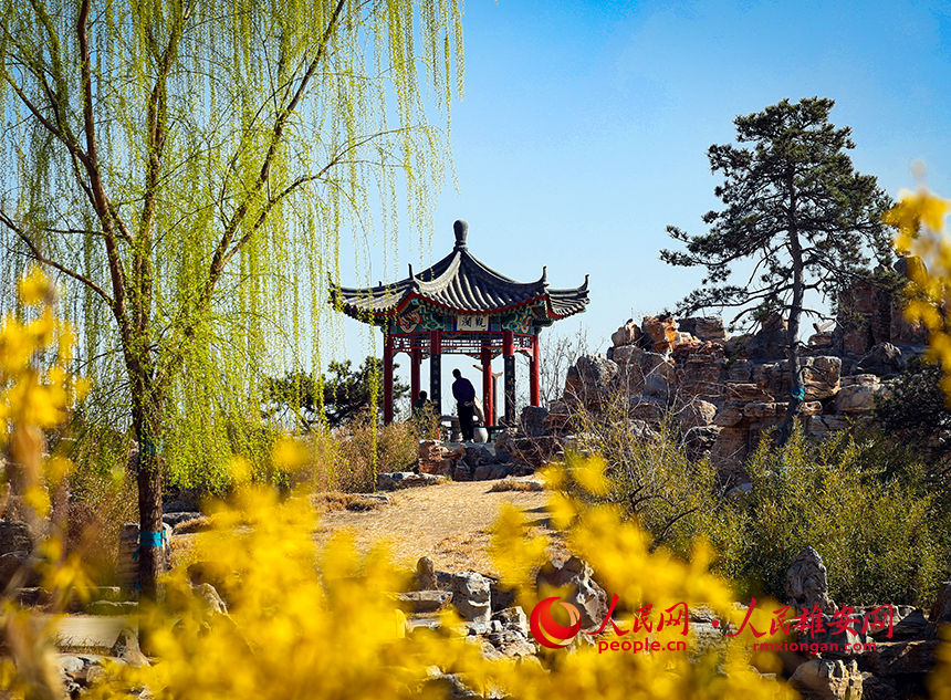雄安郊野公園內(nèi)迎春花開(kāi)，柳樹(shù)抽芽。人民網(wǎng)?宋燁文攝