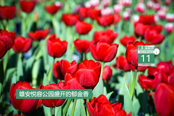             ●“一機(jī)通辦、隨時(shí)可辦、隨處能辦”，雄安將打造15分鐘政務(wù)服務(wù)圈。●雄安“新”事兒第1期，童言童聲話雄安。●提升農(nóng)村人居環(huán)境，雄安出臺(tái)行動(dòng)計(jì)劃。●請(qǐng)注意，雄安兩縣今起停水。???            