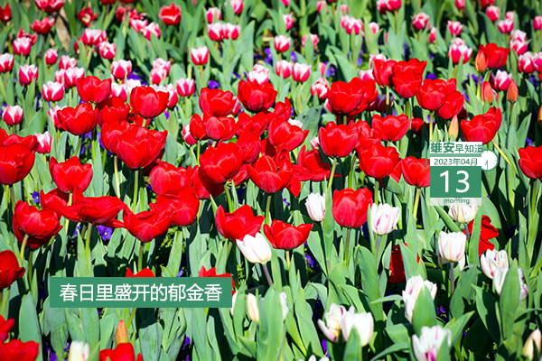             ●“雄創(chuàng)計(jì)劃”來(lái)了，最高可得600萬(wàn)啟動(dòng)資金。●世界首創(chuàng)！新型地?zé)崮馨l(fā)電系統(tǒng)在雄安試車。●白洋淀“水上巴士”預(yù)計(jì)本月底運(yùn)行。●雄安一企業(yè)招聘24人，報(bào)名截至5月20日。???            