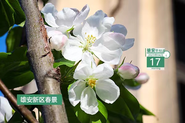             ●科技部這一創(chuàng)新項(xiàng)目在雄安正式啟動(dòng)。●雄安一人兩單位擬獲國(guó)家級(jí)榮譽(yù)。●雄安白洋淀景區(qū)已正式運(yùn)營(yíng)，購(gòu)票須知→●連接京雄兩地企業(yè)，?！ば燮髽I(yè)家會(huì)客廳揭牌。            