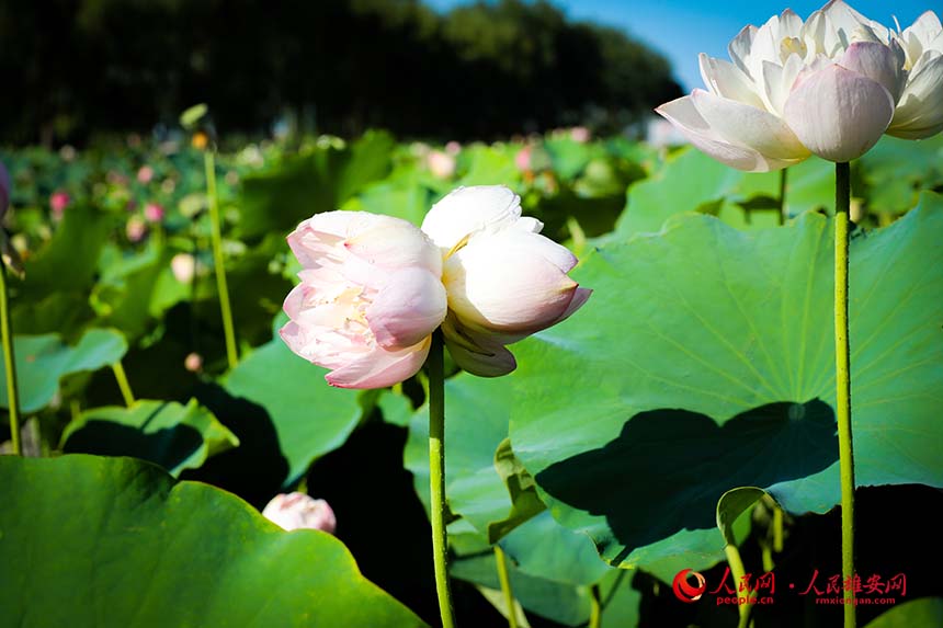 白洋淀中盛開的并蒂蓮。人民網(wǎng) 楊華龍攝