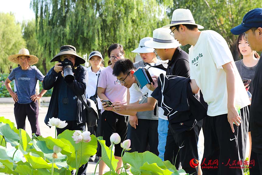 盛開(kāi)的并蒂蓮引得游人紛紛拍照。人民網(wǎng) 楊華龍攝