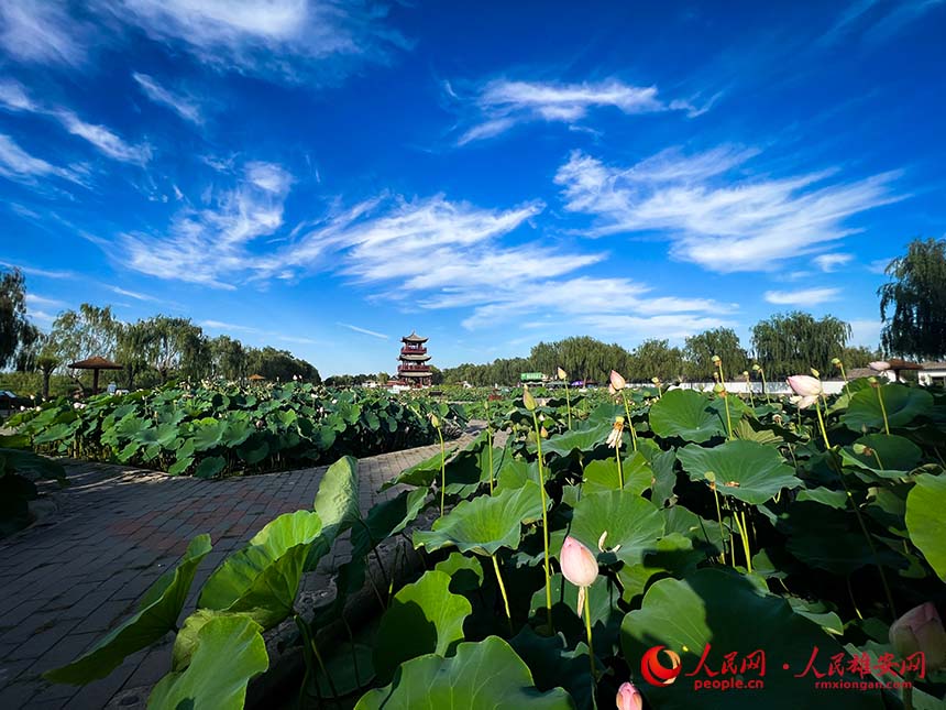 白洋淀景區(qū)的荷塘。人民網(wǎng) 楊華龍攝