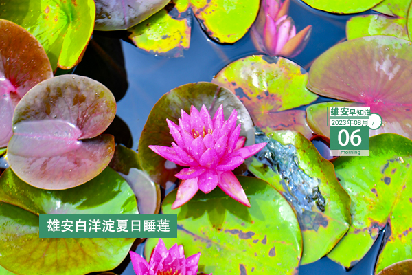                         ●張國(guó)華：堅(jiān)決打好打贏防汛這場(chǎng)硬仗，確保雄安新區(qū)安全平穩(wěn)度汛。●雄安發(fā)布提醒告誡書！事關(guān)規(guī)范防汛期間市場(chǎng)價(jià)格行為。●雄安啟動(dòng)區(qū)重點(diǎn)項(xiàng)目封頂+1。●轉(zhuǎn)擴(kuò)！雄安安新縣發(fā)布關(guān)于公安辦事大廳搬遷的通告。 