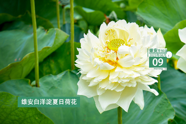                         ●張國(guó)華：以更高標(biāo)準(zhǔn)、更嚴(yán)要求、更實(shí)舉措抓好防汛救災(zāi)各項(xiàng)工作，穩(wěn)步有序推進(jìn)復(fù)工復(fù)產(chǎn)。●好消息！雄安一工程上榜國(guó)家級(jí)優(yōu)秀名單。●雄安中交未來(lái)科創(chuàng)城又最新進(jìn)展來(lái)了。●本周四雄安容西將舉辦大型招聘會(huì)，260余個(gè)崗位等你來(lái)。 