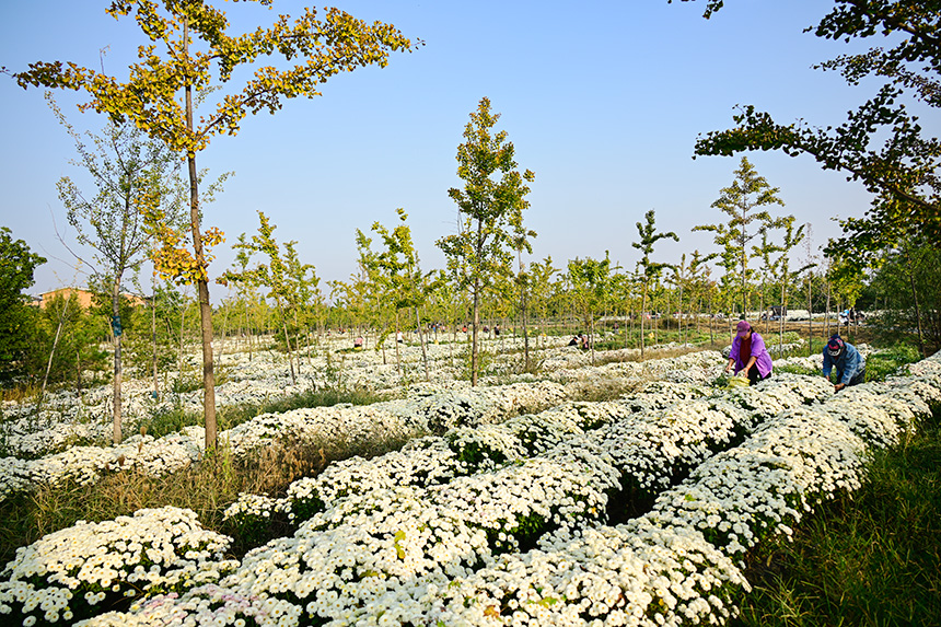 雄安郊野公園發(fā)展林下經(jīng)濟，這里的北京白菊已進入收獲季節(jié)。胡忠攝