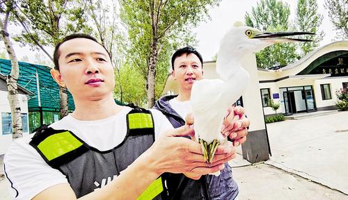 9月15日，雄安新區(qū)安新縣自然資源局鳥類救助站工作人員檢查受傷白鷺的傷情。本報(bào)記者 劉光昱攝