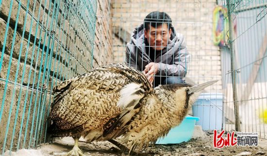 雄安新區(qū)：愛鳥志愿者新春護鳥飛2.png