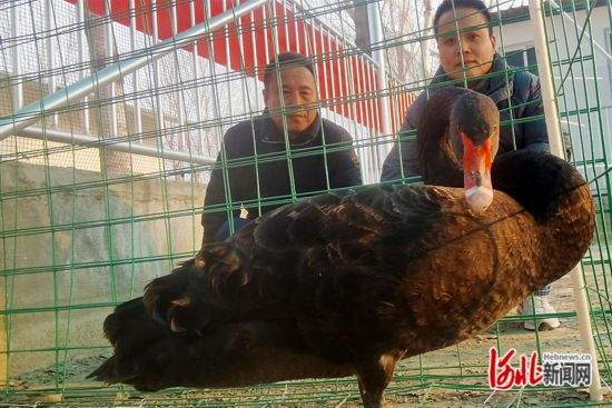 雄安新區(qū)：愛鳥志愿者新春護鳥飛7.png
